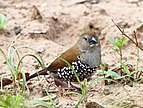 Pink-throated twinspot (Hypargos margaritatus) 2014 10 19 0188.jpg