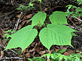 Acer pensylvanicum 5496887.jpg