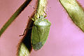 Acrosternum hilare 1435054.jpg