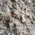 Crinoid Stems and Plates, Rhynchotrema.png