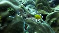 Chrismas tree worm bioeroders.jpg