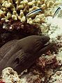 Cleaner wrasse and Moray eel.jpg
