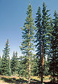 Abies lasiocarpa arizonica1.jpg