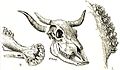 Heubach cattle skull.jpg