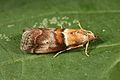 Acrobasis tumidana adult.jpg