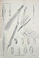 Bhil Arms and Ornaments.jpg