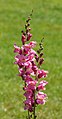 Antirrhinum majus F1 'Rocket Orchid'.jpg