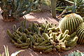 Echinopsis huascha - Echinocactus grusonii (Jardin Majorelle).JPG