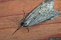 Alsophila pometaria 1510033.jpg