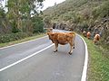 " La dueña de la carretera " AS- 260 Arriondas - Colunga - panoramio.jpg