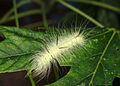 Acronicta americana larva1.jpg