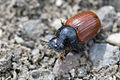 Aphodius fimetarius1.jpg