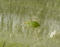Acyrthosiphon lactucae 5083076.jpg