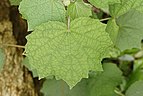 Triumfetta rhomboidea 9795.jpg