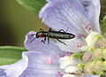 Acropteroxys gracilis 5083034.jpg