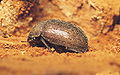 Aesalus scarabaeoides 1231025.jpg