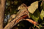 Northern palm squirrel (Funambulus pennantii) from keoladeo national park JEG2626.jpg