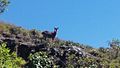 Nilgiri tahr on the hills.jpg