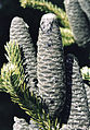 Abies balsamea cones.jpg