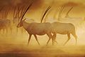 Arabian Oryx Sir Bani Yas Island 2.jpg