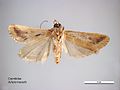 Achyra massalis ventral.jpg