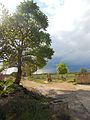 " La primavera llena de vida " - panoramio.jpg