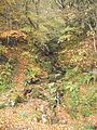 " Otoño en el Bosque de Peloñu " , Ponga , Asturias - panoramio.jpg