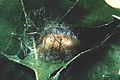 Acharia stimulea 5020019.jpg