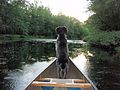 "Allagash" on the Souadabscook River - panoramio.jpg