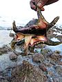 Spider conch Kadmat.jpg