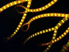Red alga Ceramium tenuicorne.jpg