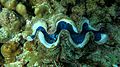 Giant clam Minicoy.jpg