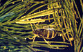 Acentria ephemerella f.jpg