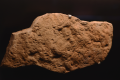 Dickinsonia costata-Edicara (Australia)-Muséum Toulouse.png
