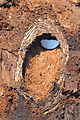 Acanthocinus aedilis 1231152.jpg