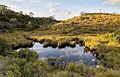 Pond near Lake St Clair, Tas.jpg