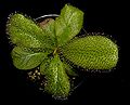 Drosera schizandra1.jpg